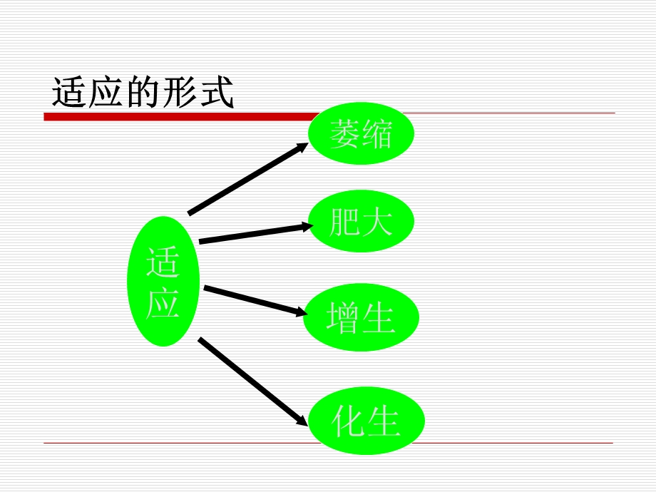 纤维性骨痂形成.ppt_第3页