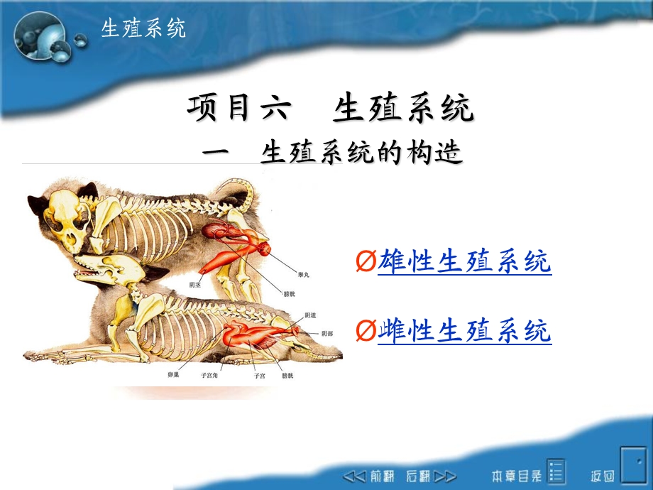 生殖系统雌性构造.ppt_第1页