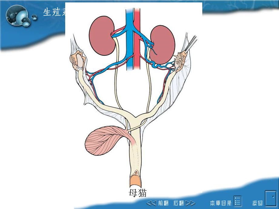 生殖系统雌性构造.ppt_第3页