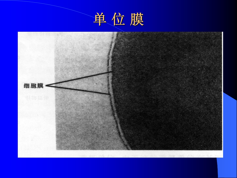 细胞膜及其表面结构.ppt_第3页