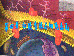 细胞膜及其表面结构.ppt