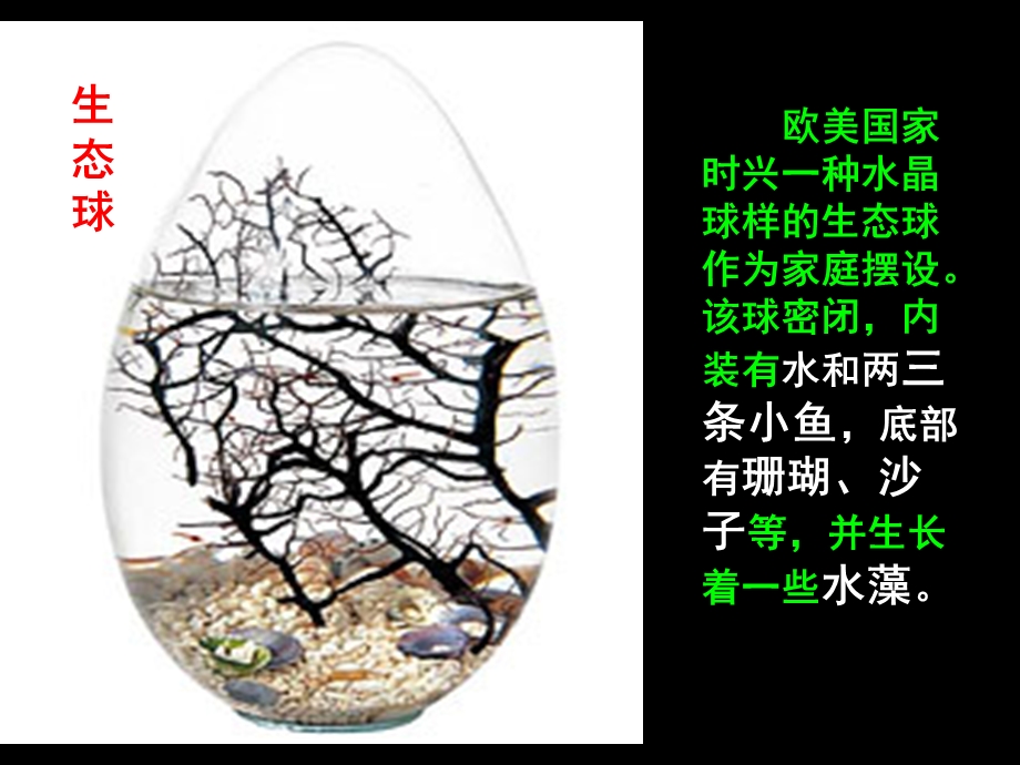 生态系统的结构(好).ppt_第1页