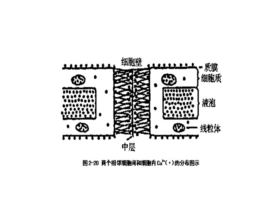 园艺第三组柑橘的生产技术.ppt_第3页