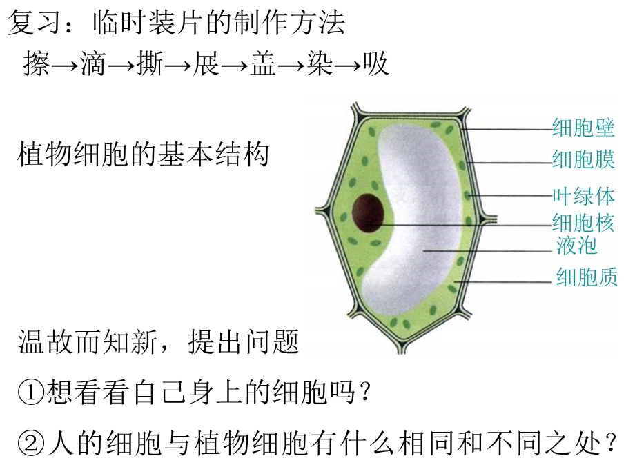 生物观察动物细胞.ppt_第3页