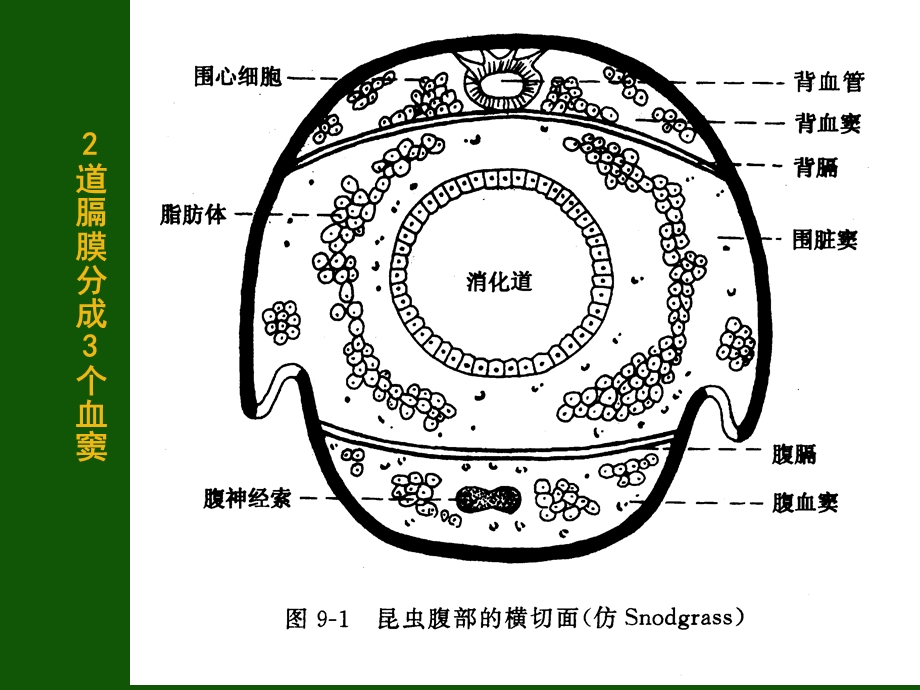 昆虫的内部结构和生理.ppt_第3页