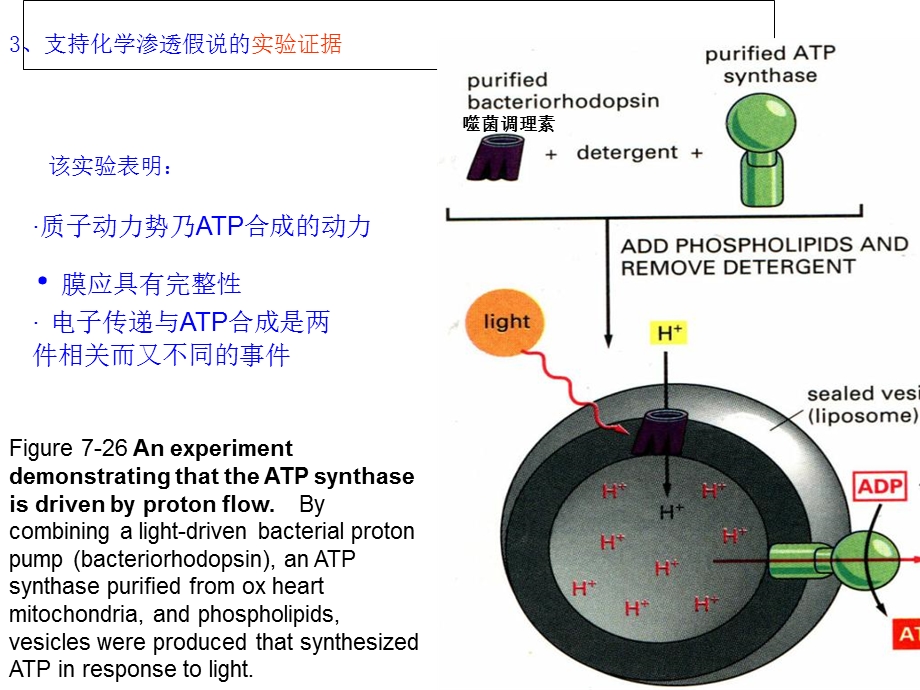 细胞的能量转换.ppt_第2页