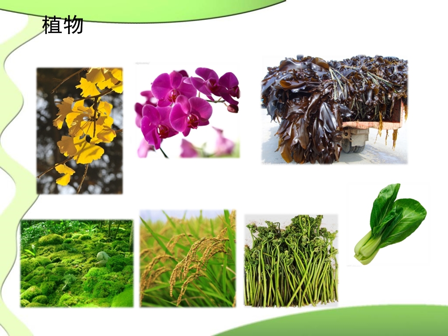 植物的进化历程.ppt_第2页