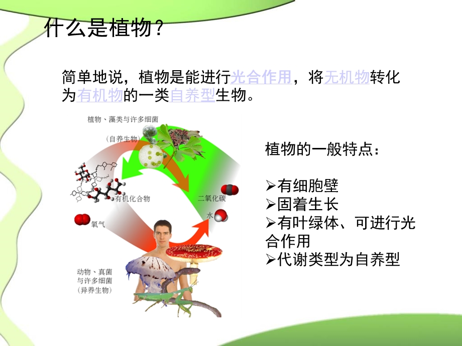 植物的进化历程.ppt_第3页