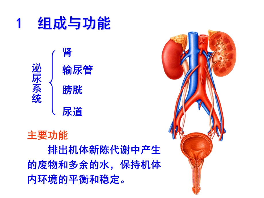 泌尿系统解剖学.ppt_第2页