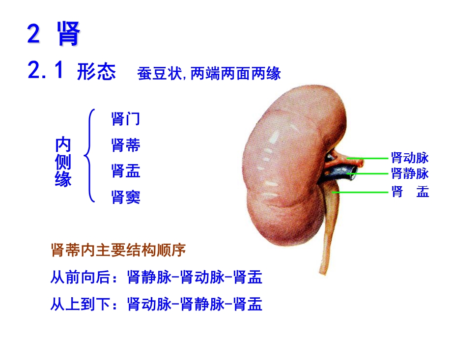 泌尿系统解剖学.ppt_第3页