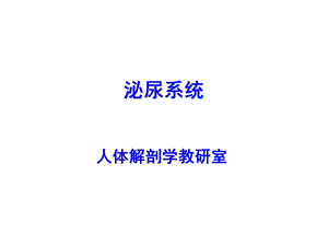 泌尿系统解剖学.ppt