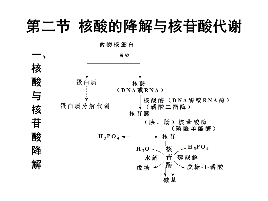 生物化学-核苷酸代谢.ppt_第3页