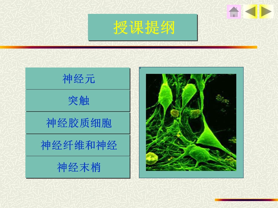 组织学与胚胎学-神经组织.ppt_第3页