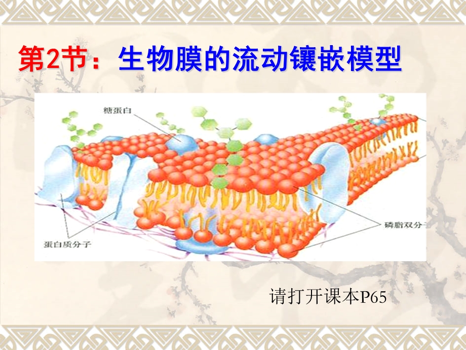 生物膜的流动镶嵌模型(qing).ppt_第2页