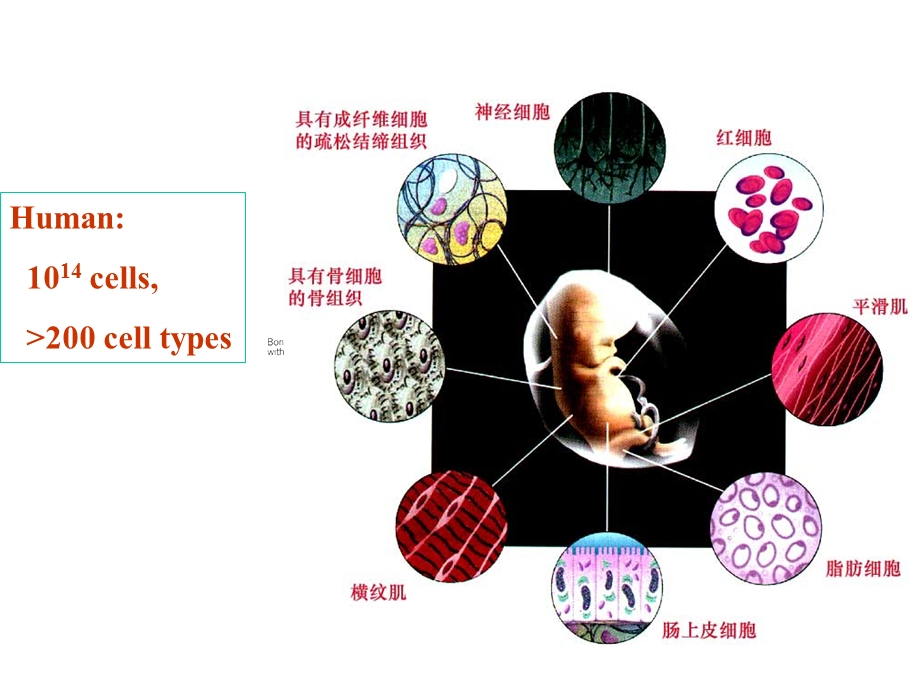 细胞生物学-细胞分化.ppt_第2页