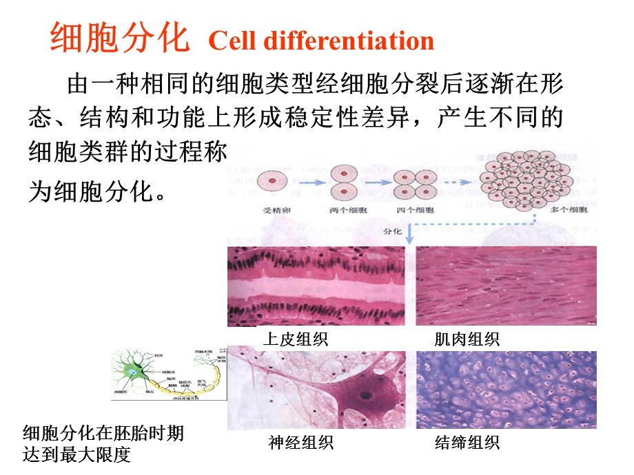 细胞生物学-细胞分化.ppt_第3页