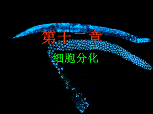 细胞生物学-细胞分化.ppt