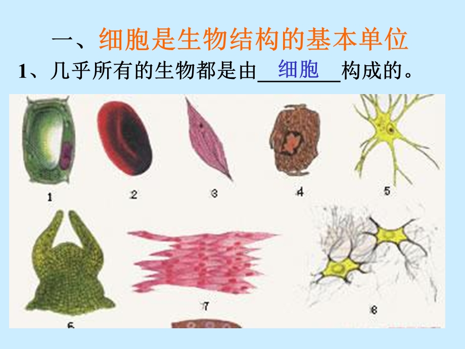 细胞的结构和功能(共27张ppt).ppt_第3页