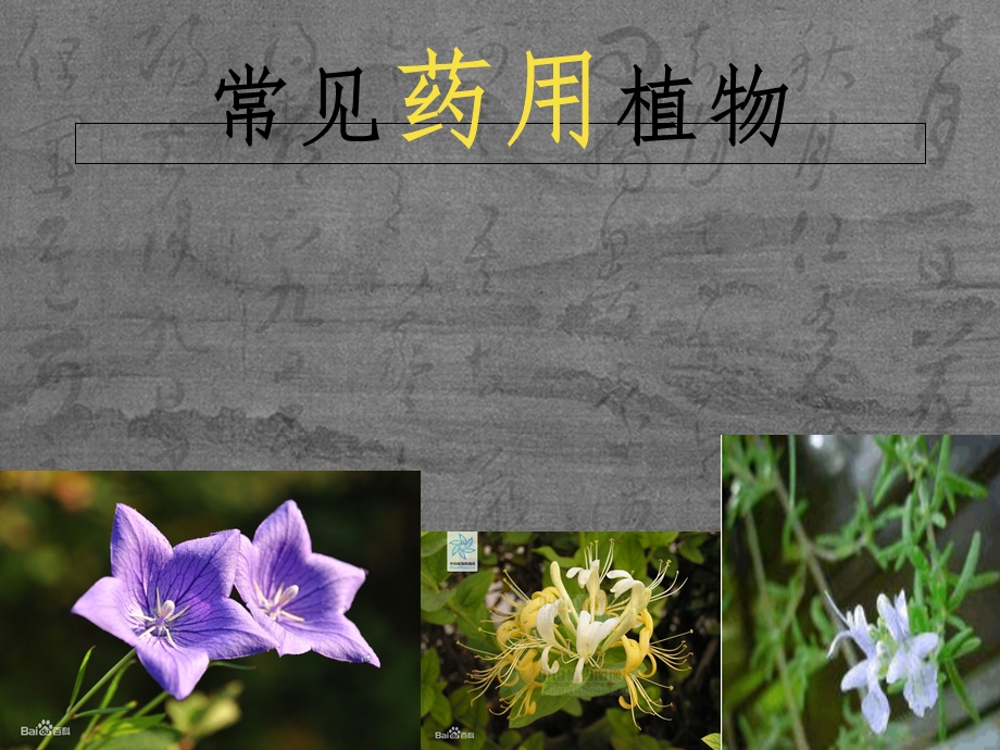 10种药用植物简介.ppt_第1页