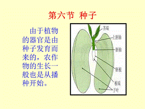 六节种子.ppt