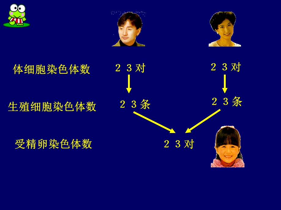 生殖过程中染色体的数量变化基因与性状的关系.ppt_第3页