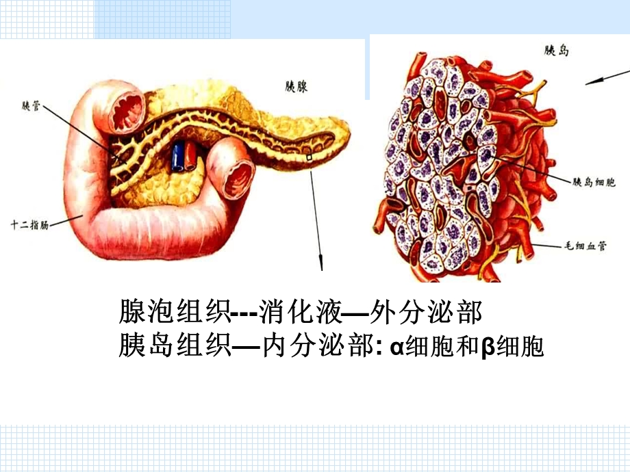 胰岛素与胰高血糖素.ppt_第1页