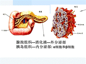 胰岛素与胰高血糖素.ppt