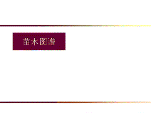 苗木图谱.ppt