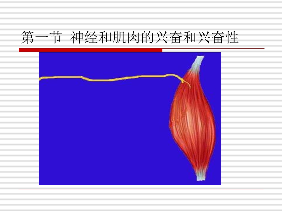 神经肌肉组织的的一般生理.ppt_第2页