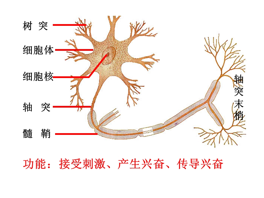 通过神经系统的调.ppt_第3页