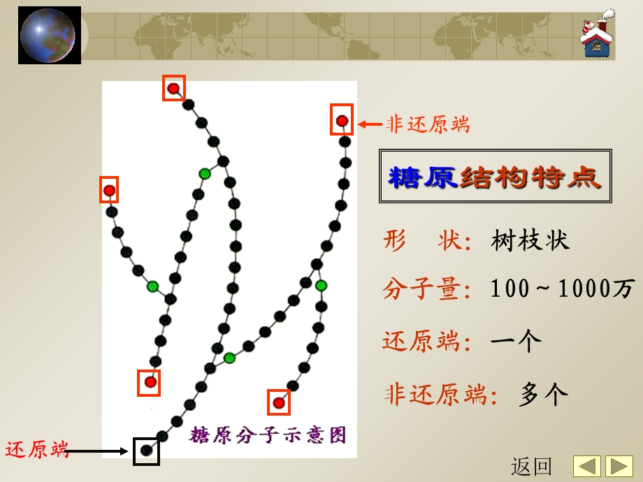 糖原的分解与合成.ppt_第2页