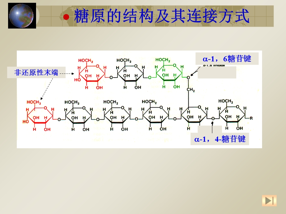 糖原的分解与合成.ppt_第3页