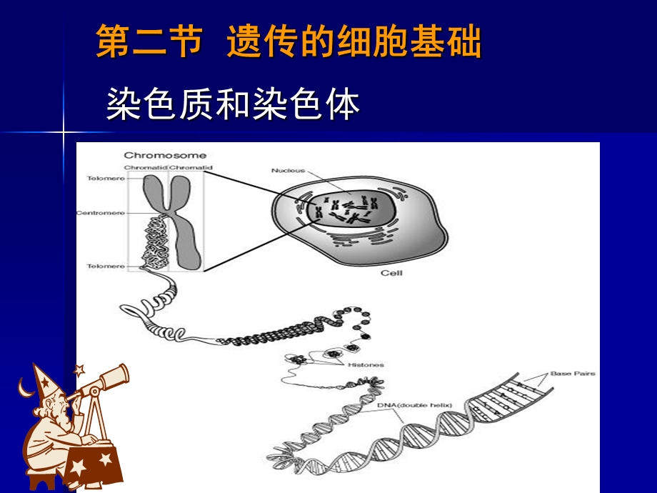 遗传的细胞基础.ppt_第2页