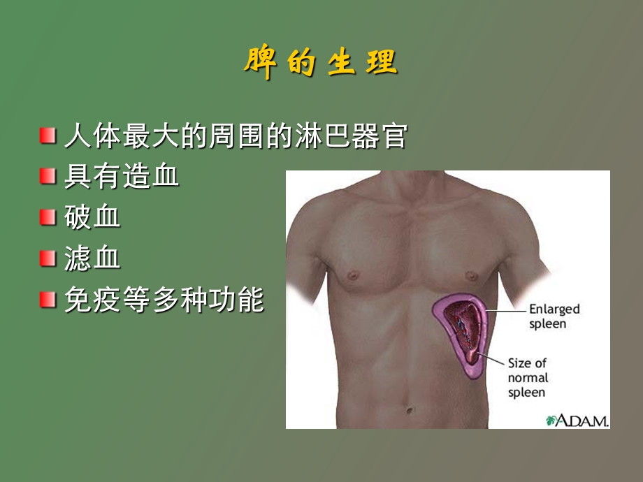 脾脏疾病影像学检查及诊断.ppt_第3页