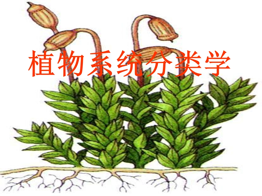 植物分类总复习.ppt_第1页