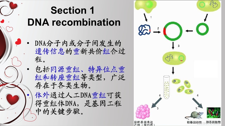 细菌遗传学与基因工程.ppt_第3页