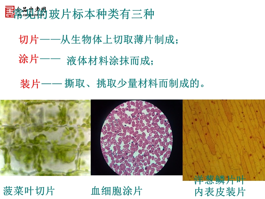 观察洋葱植物细胞实验.ppt_第2页