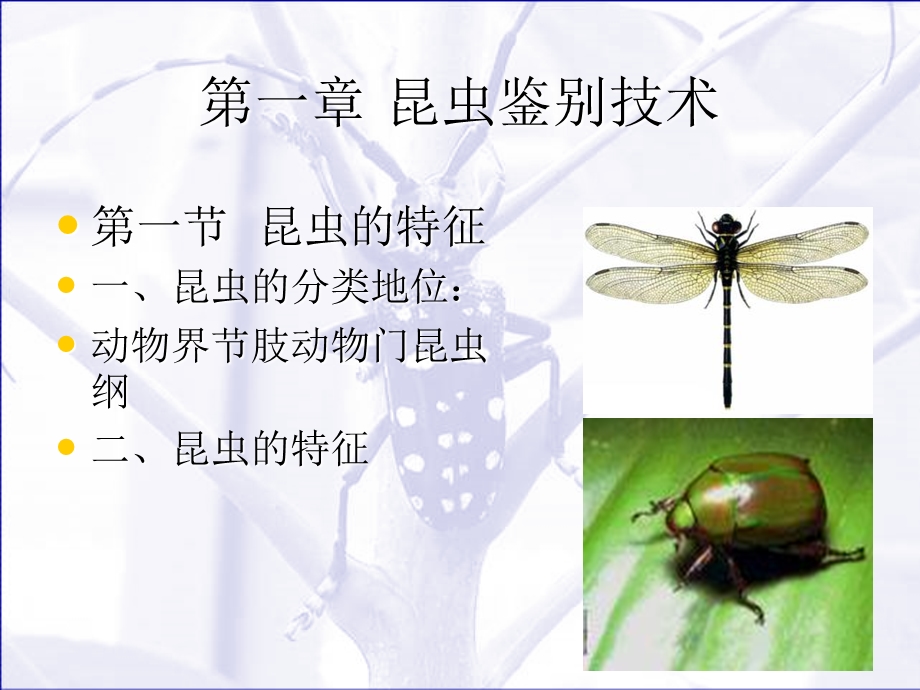 昆虫基础相似课本.ppt_第1页