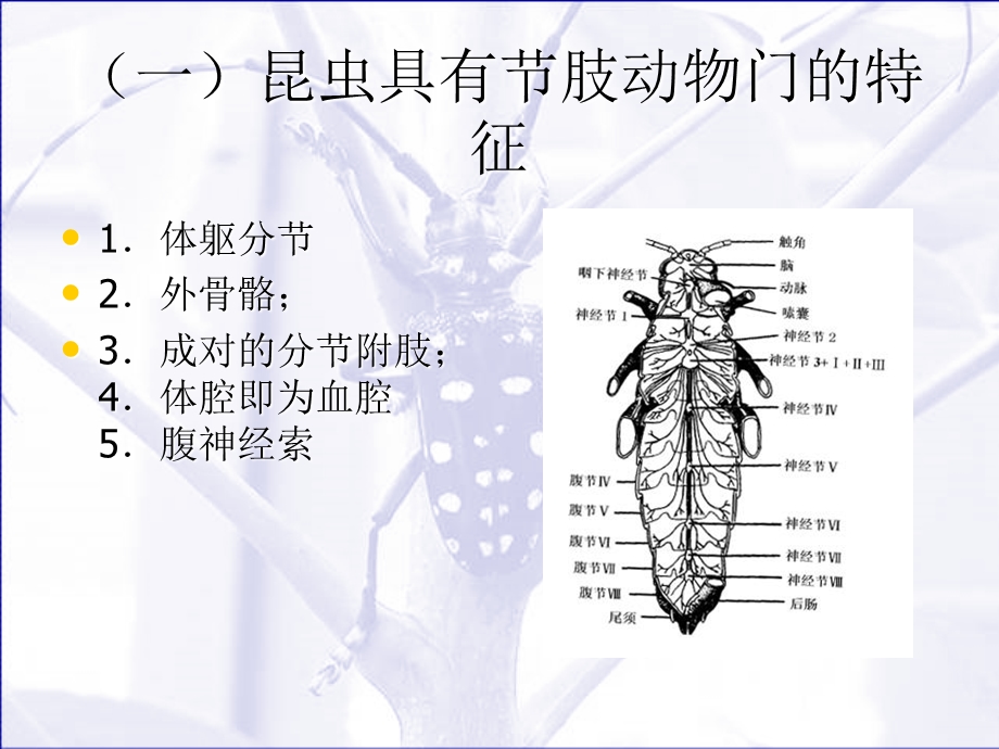 昆虫基础相似课本.ppt_第2页