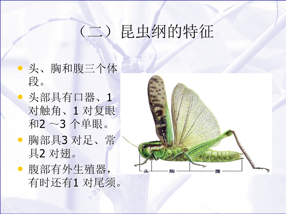 昆虫基础相似课本.ppt_第3页