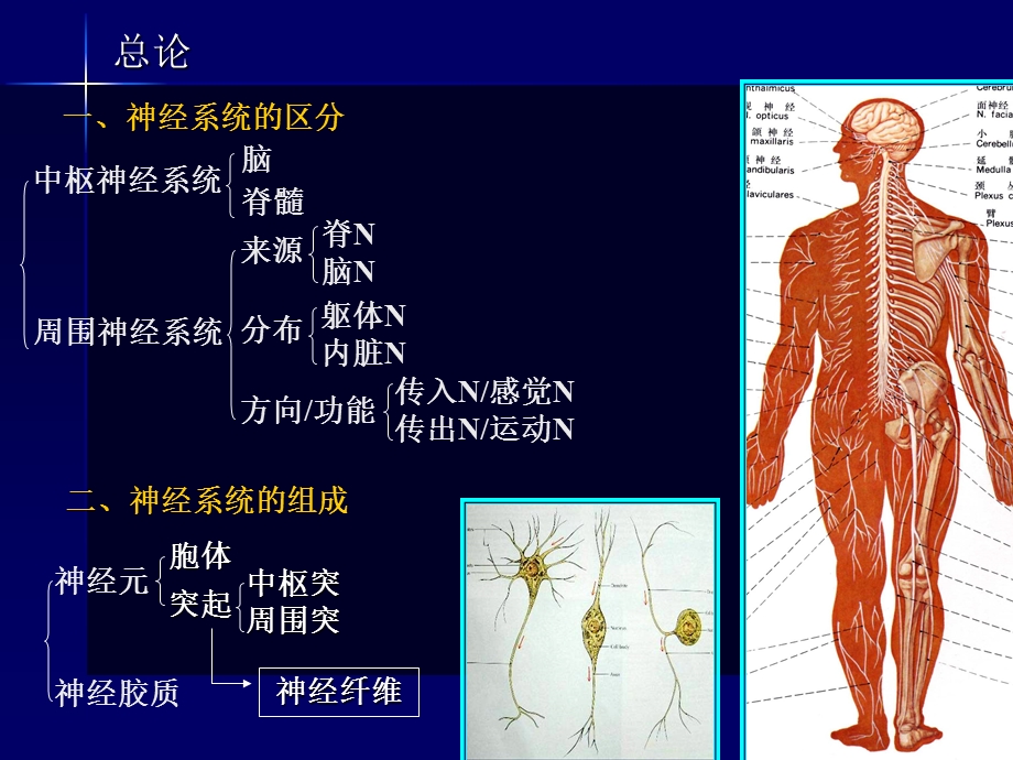 神经系统-药学(龚).ppt_第2页