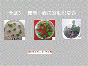 人教版教学专题课题菊花的组织培养.ppt