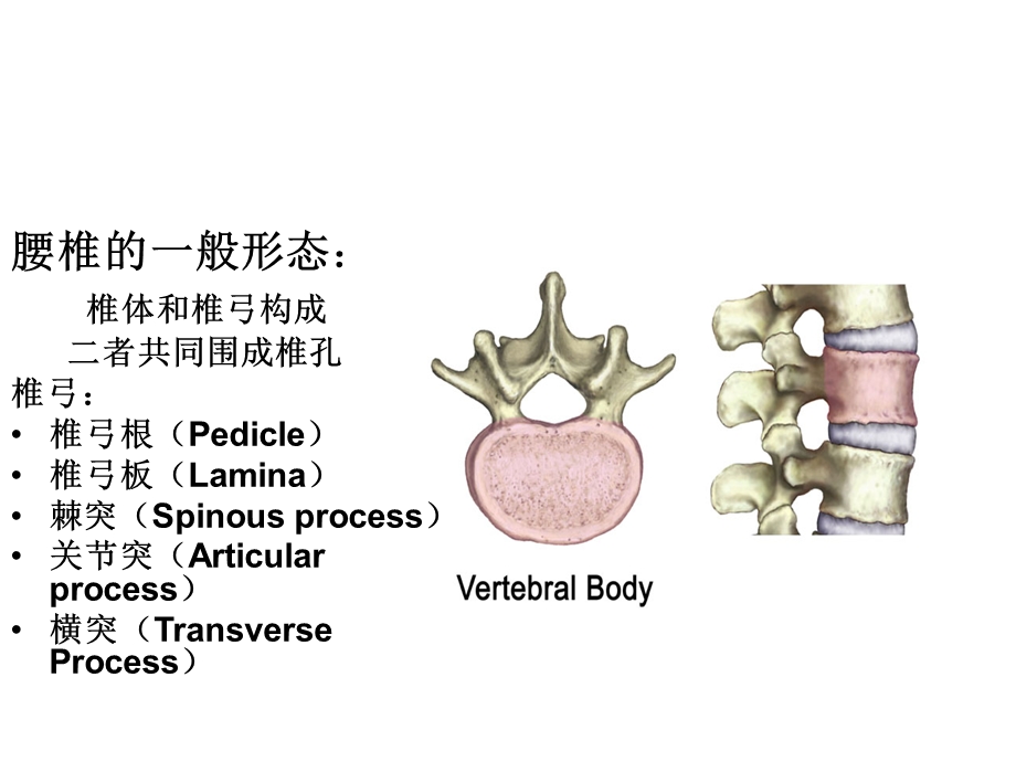 腰椎的解剖及腰部的层次解剖.ppt_第2页