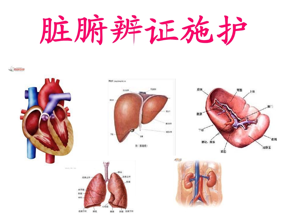 脏腑辩证施护总纲.ppt_第1页