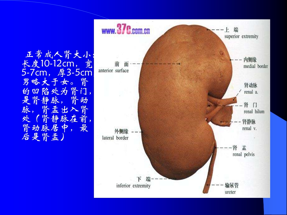 泌尿系统超声诊断巩义张志芳.ppt_第3页