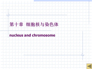 细胞核nucleus与染色体.ppt