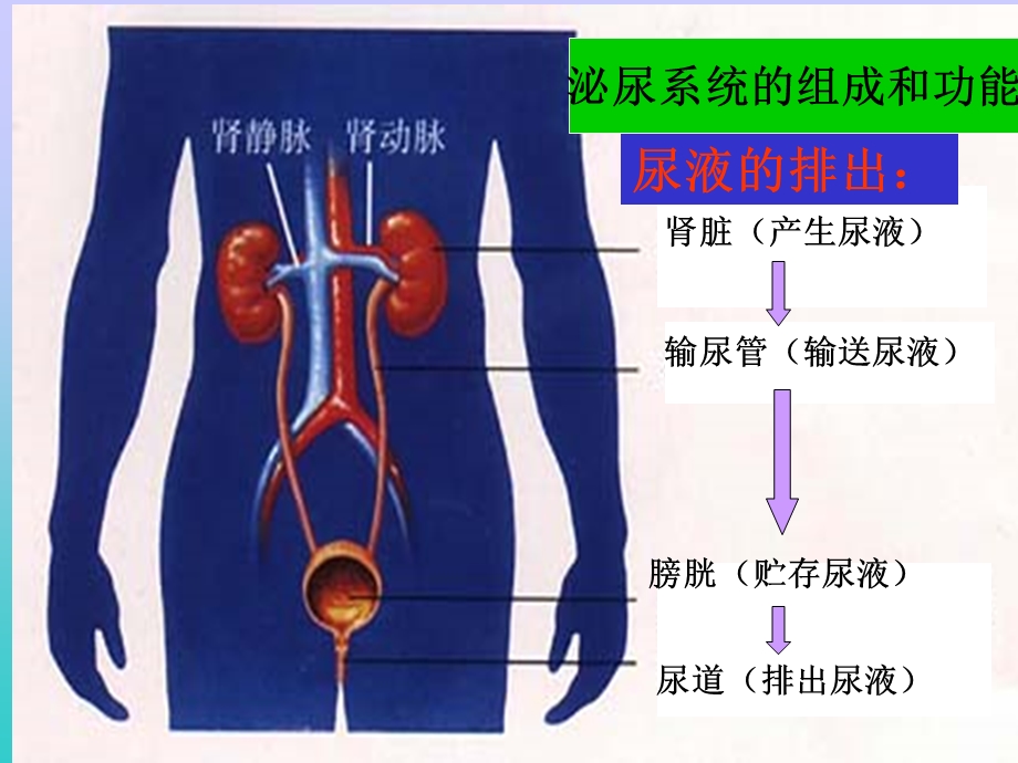 尿的行成及排出.ppt_第3页