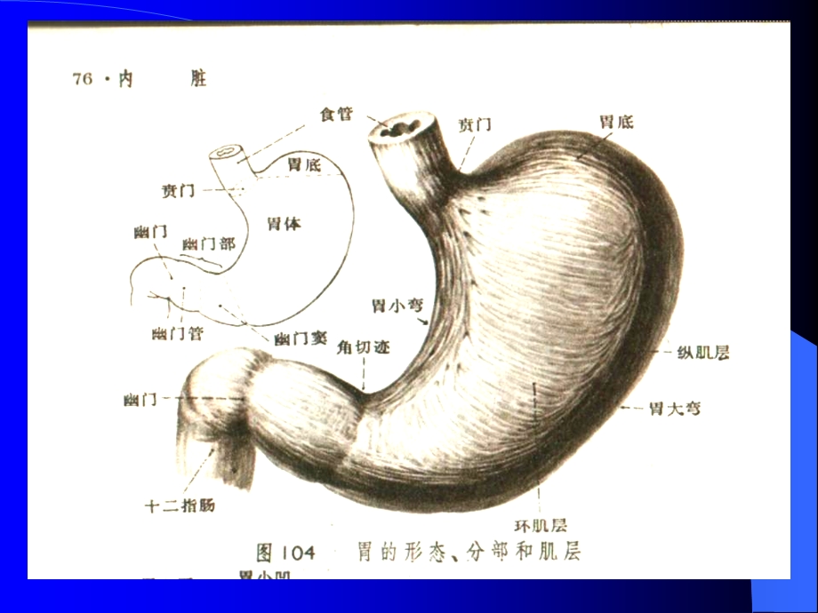 胃十二指肠疾病之.ppt_第2页