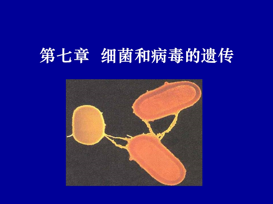 普通遗传学细菌和病毒的遗传.ppt_第1页