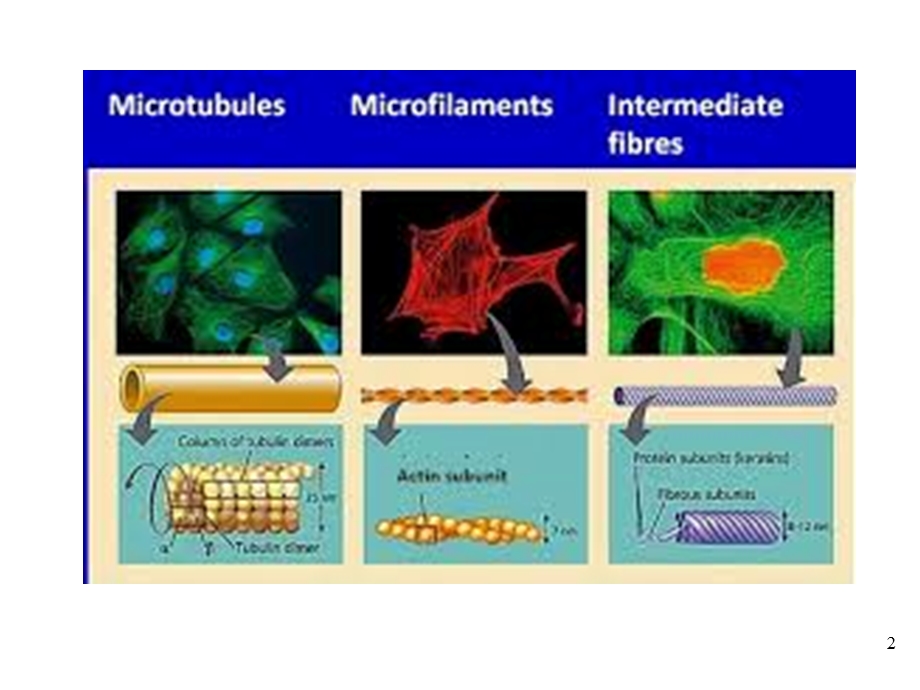 细胞生物学细胞骨架微丝.ppt_第2页